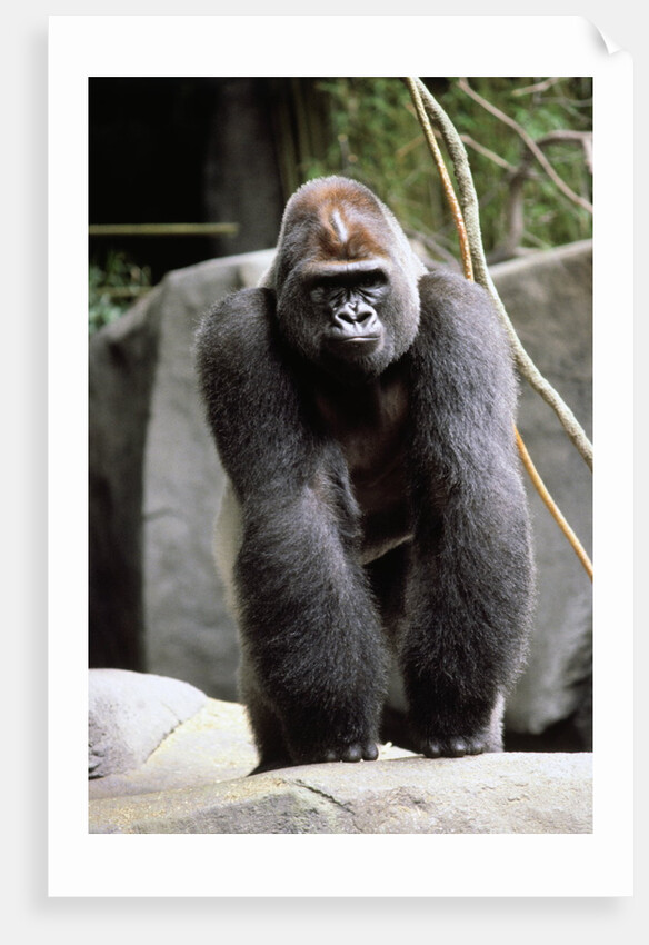 Gorilla Prancing on Rock Display by Anonymous