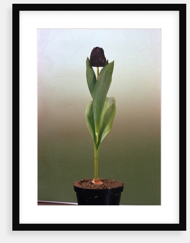 Black Tulip by Anonymous