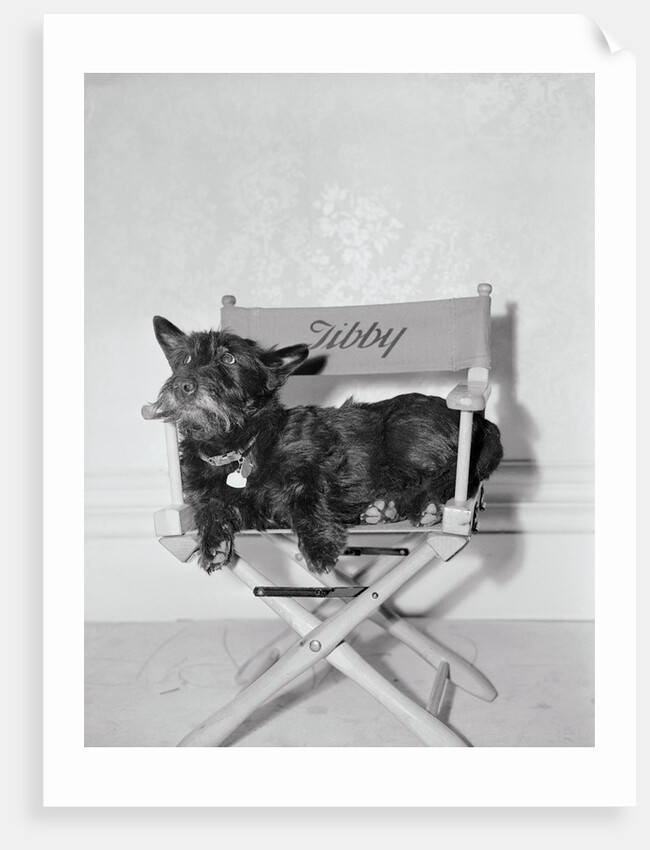Bette Davis's Dog Tibby by Anonymous