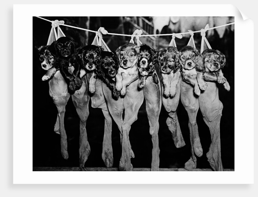 Puppies Hanging from a Clothesline by Anonymous