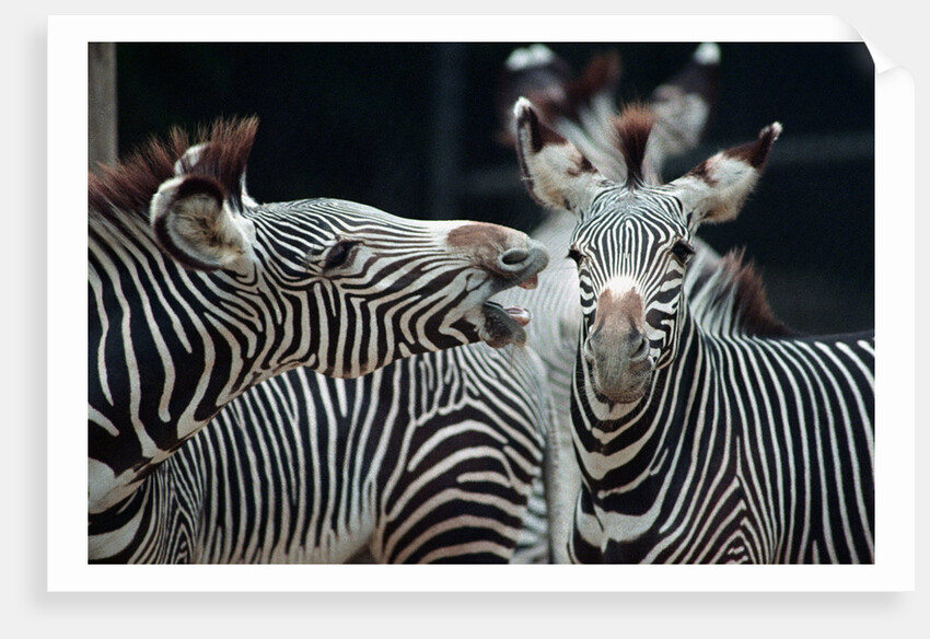 Zebras as Friends by Anonymous