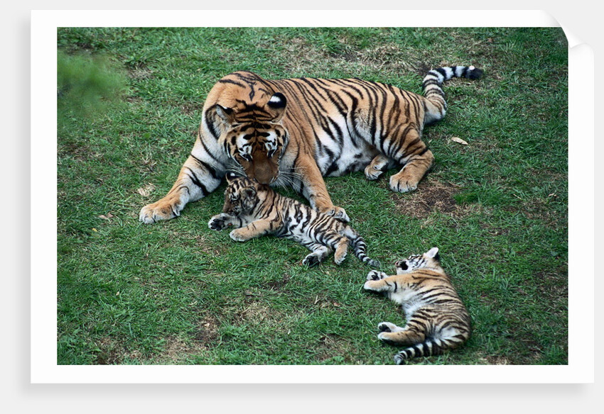 Siberian Tigers Playing with Mother by Anonymous