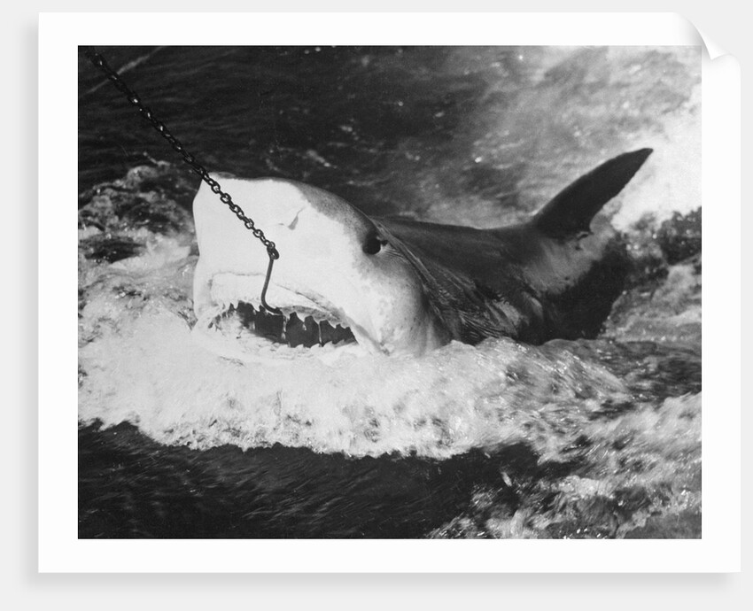 Large Captured Shark Hooked by the Mouth by Anonymous