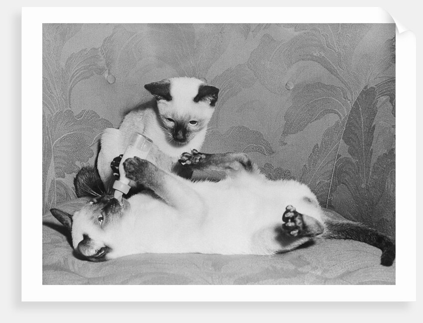 Siamese Kittens Drinking From Baby Bottle by Anonymous