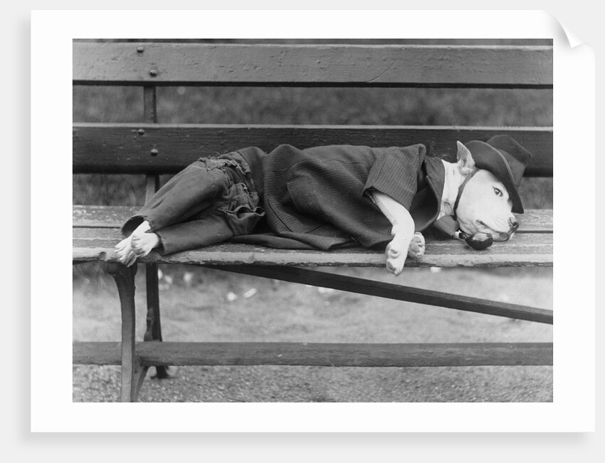 Sleeping Dog in Outfit by Anonymous