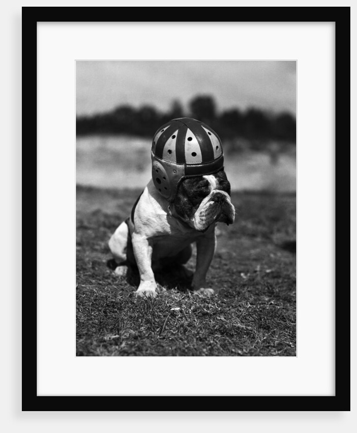 Dog Wearing Helmet on Football Field by Anonymous