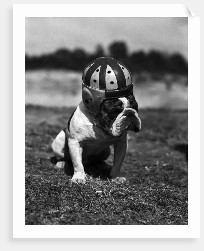 Dog Wearing Helmet on Football Field by Anonymous