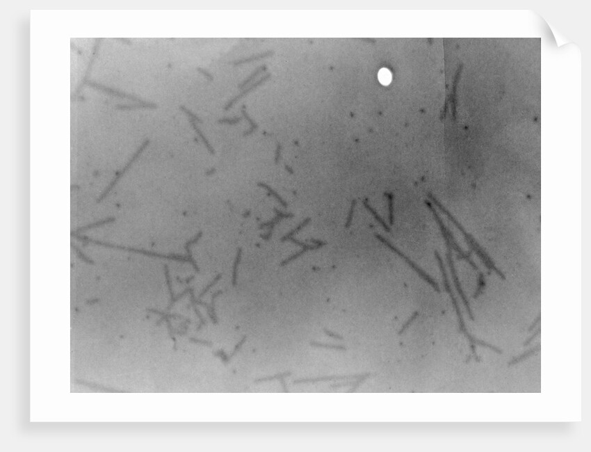View of Microscopic View of Influenza by Anonymous
