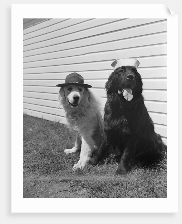 Army Dogs Sitting by Anonymous