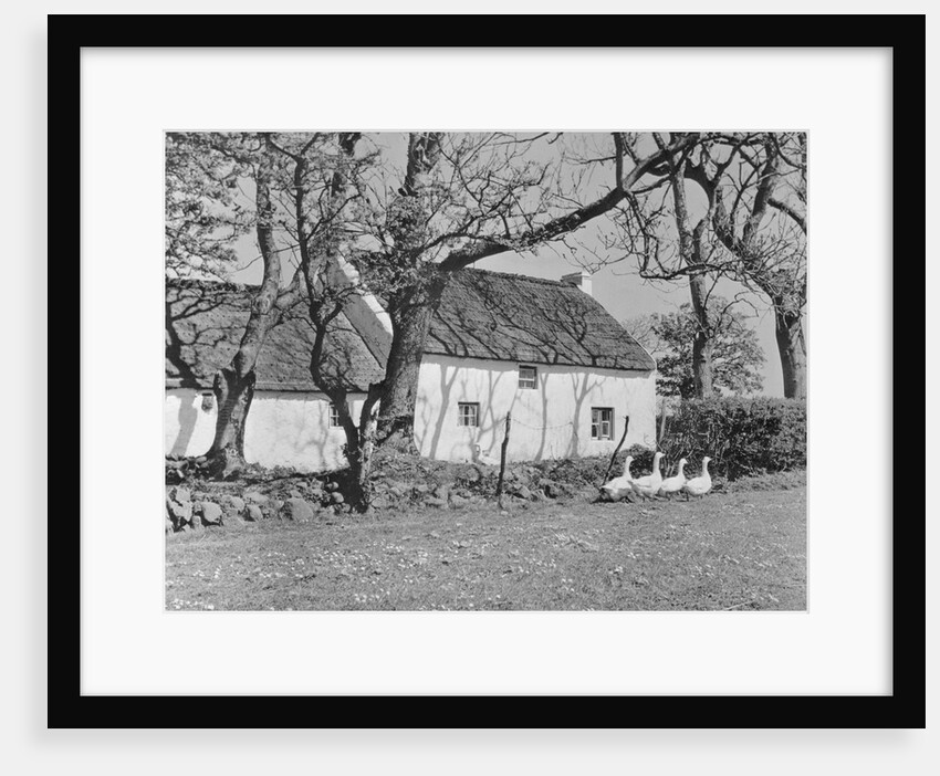 Geese in Ireland by Anonymous