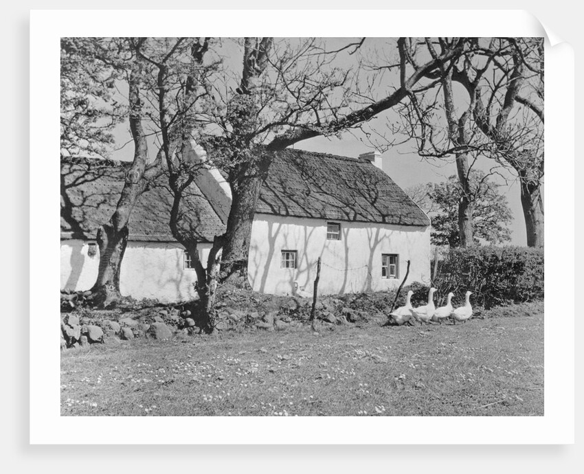 Geese in Ireland by Anonymous