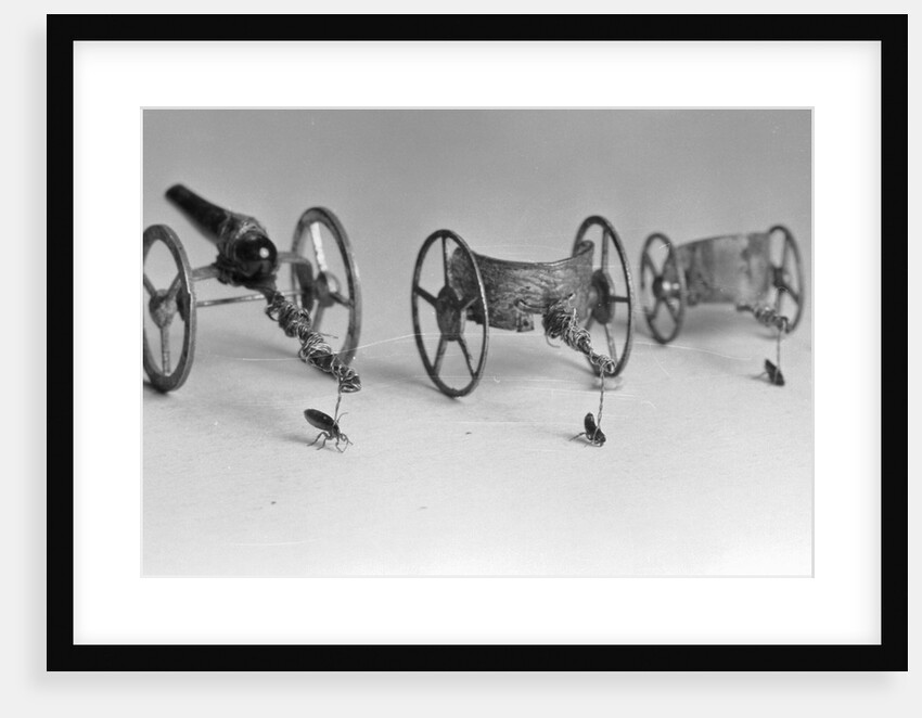 Flea Pulling Miniature Chariot by Anonymous