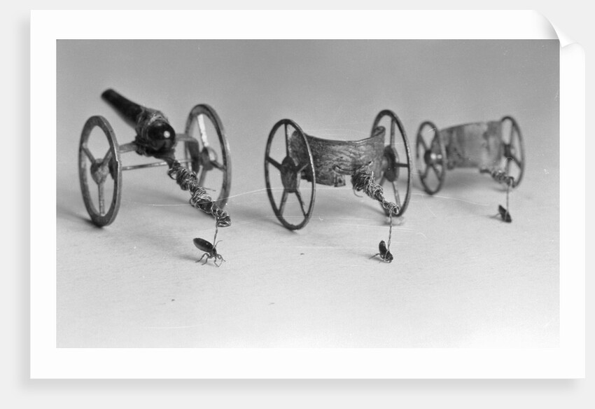 Flea Pulling Miniature Chariot by Anonymous
