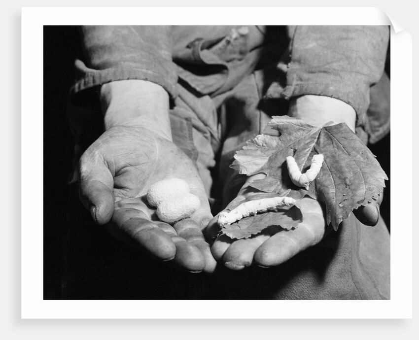 Man Holding Silkworms by Anonymous