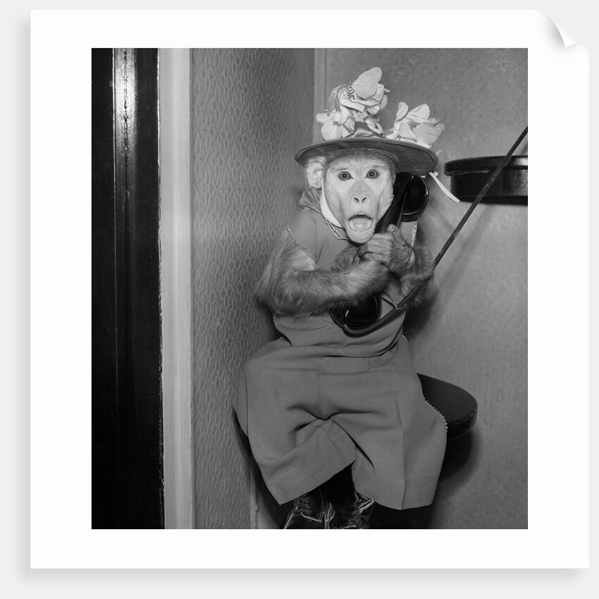 Monkey Talking on the Telephone by Anonymous