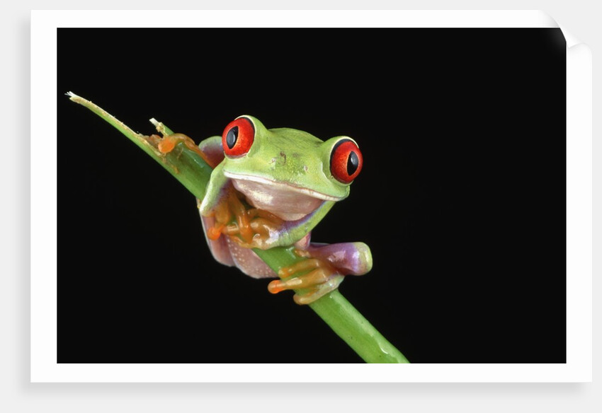 Red Eyed Tree Frog by Anonymous