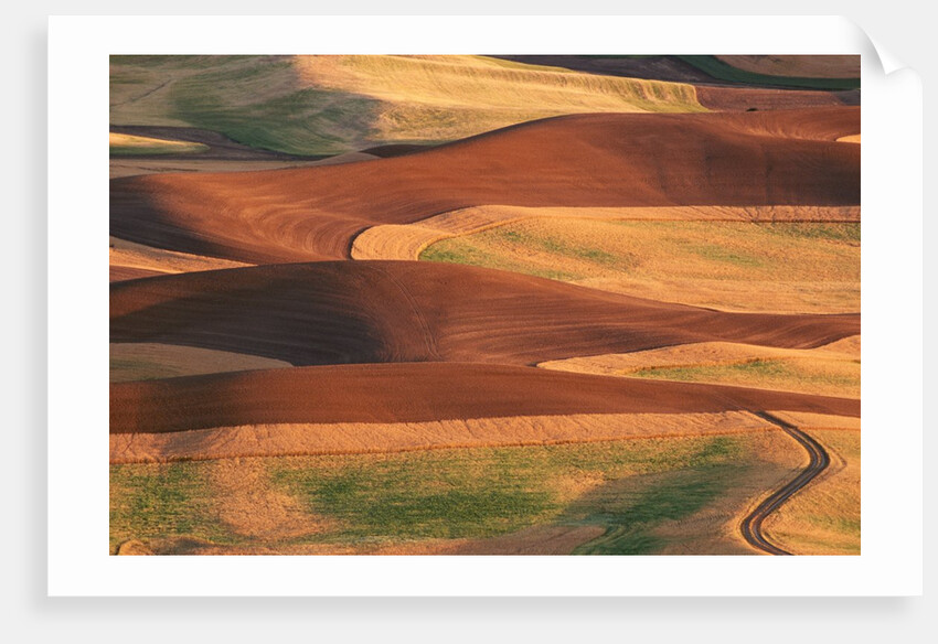 Fields in the Palouse by Corbis