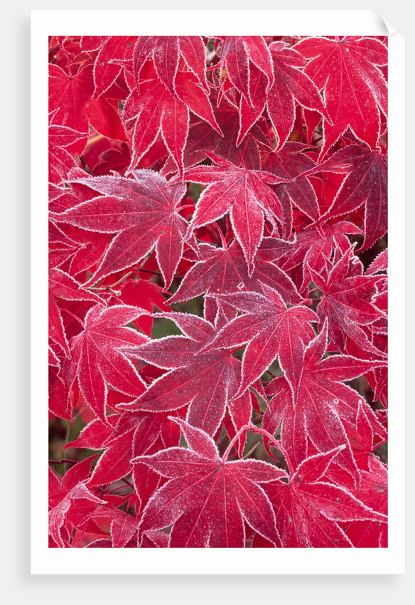 Frost Covered Japanese Maple Leaves by Anonymous