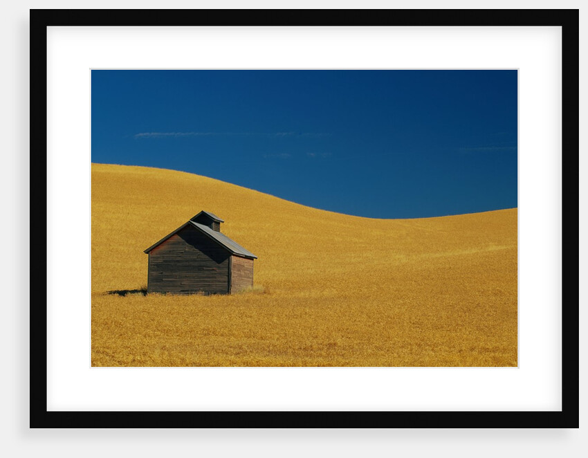 Shed in a Wheat Field by Anonymous