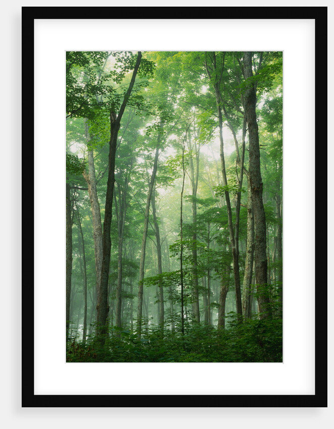 Fog Rising in Grove of Maple Trees by Anonymous
