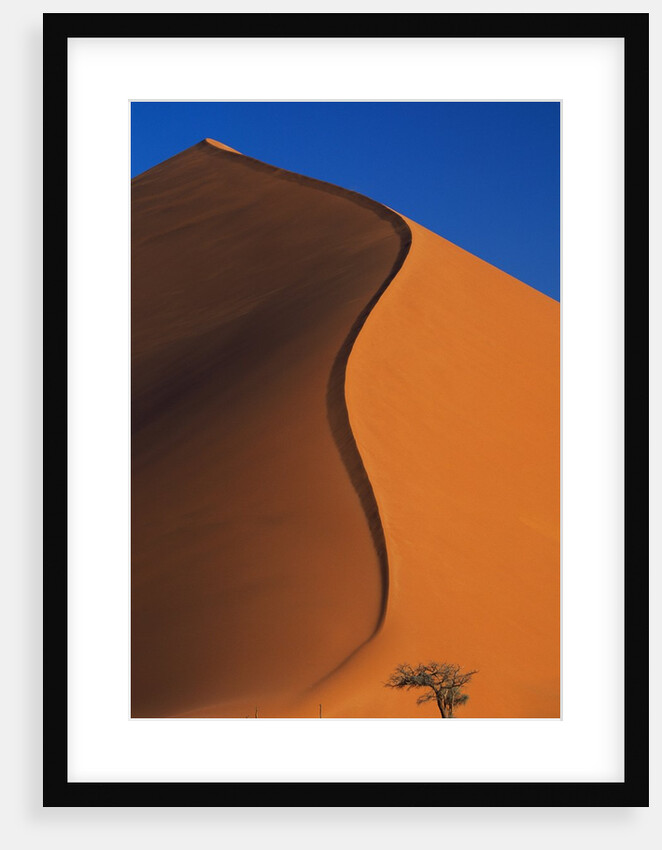 Tree and Sand Dune by Anonymous