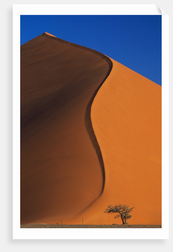 Tree and Sand Dune by Anonymous
