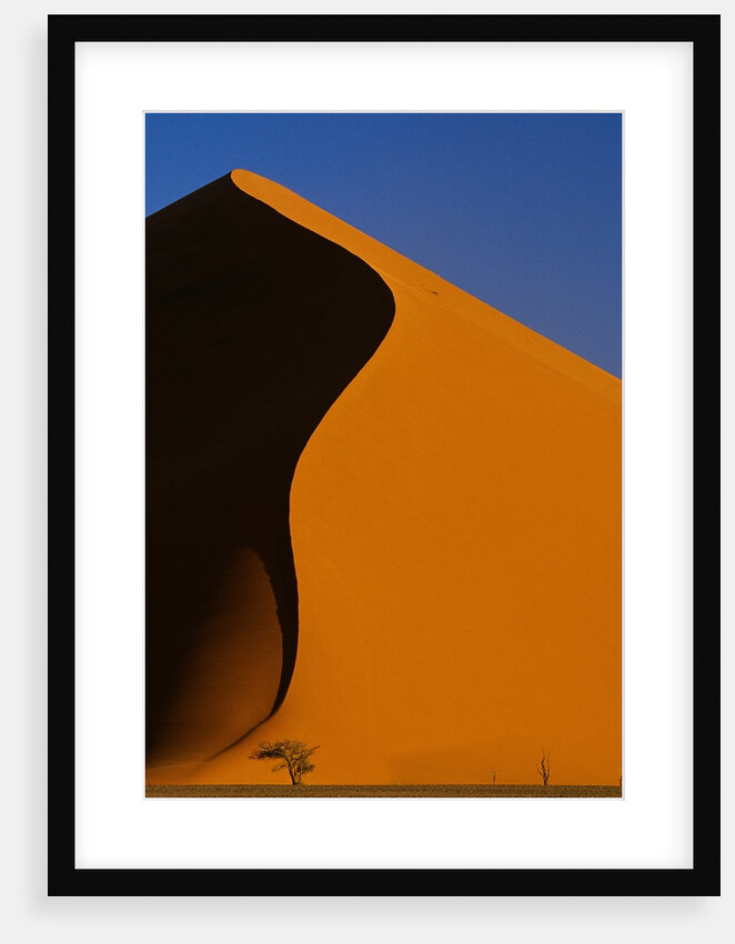 Tree and Sand Dune, Namib Desert by Anonymous