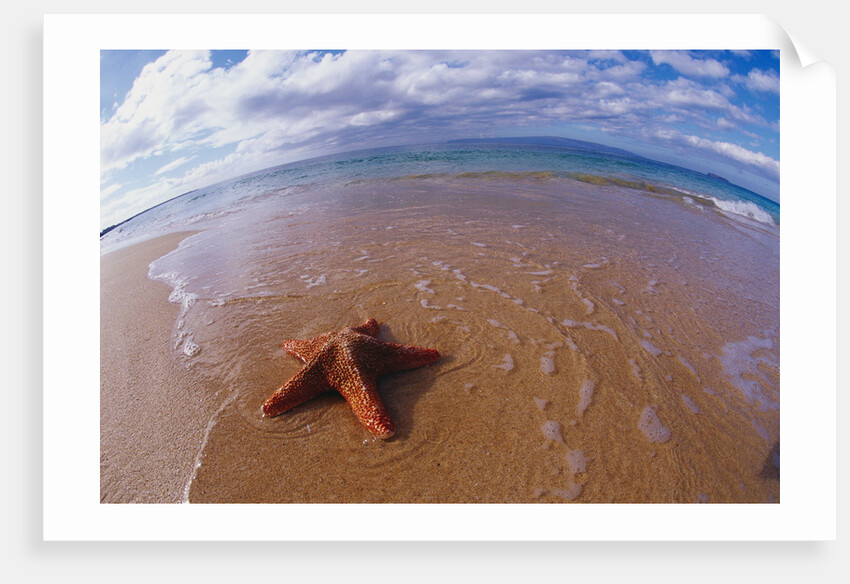 Starfish at Kihei Beach by Anonymous