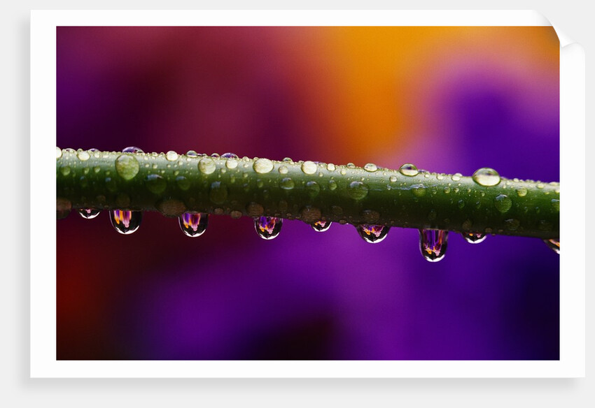 Dew Drops on Iris Stem by Anonymous