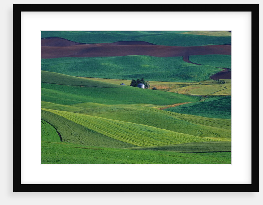 Wheat and Pea Fields Covering Rolling Hills by Anonymous