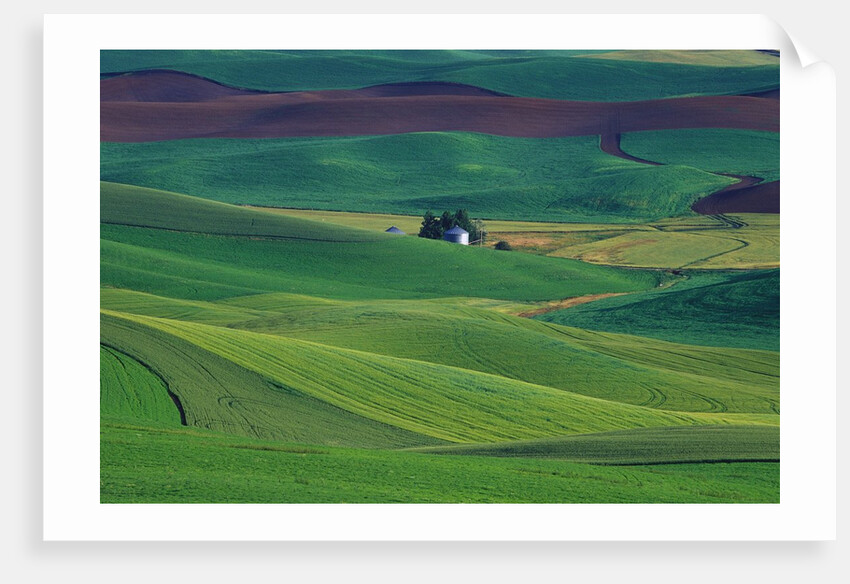 Wheat and Pea Fields Covering Rolling Hills by Anonymous