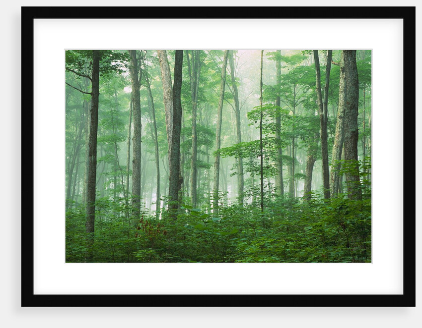 Maple Forest and Fog by Anonymous