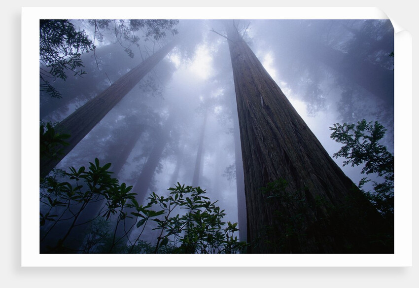 Redwoods and Fog by Anonymous