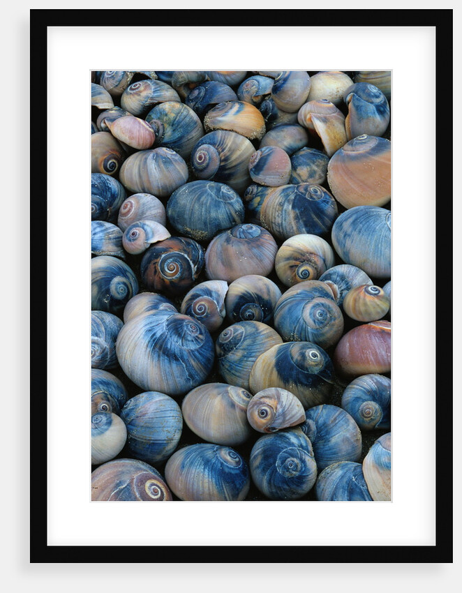 Shells by Anonymous