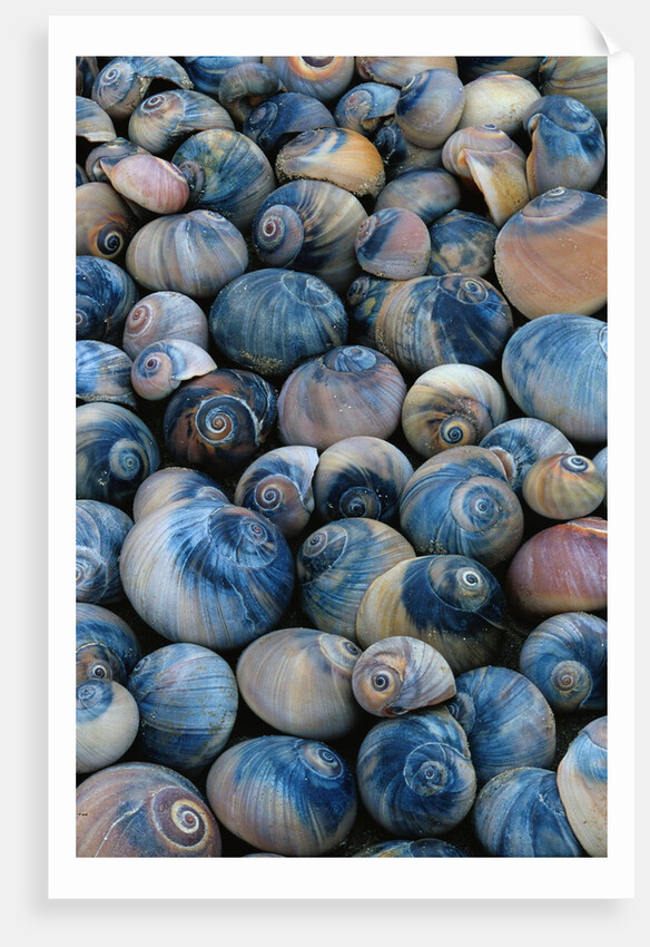Shells by Anonymous