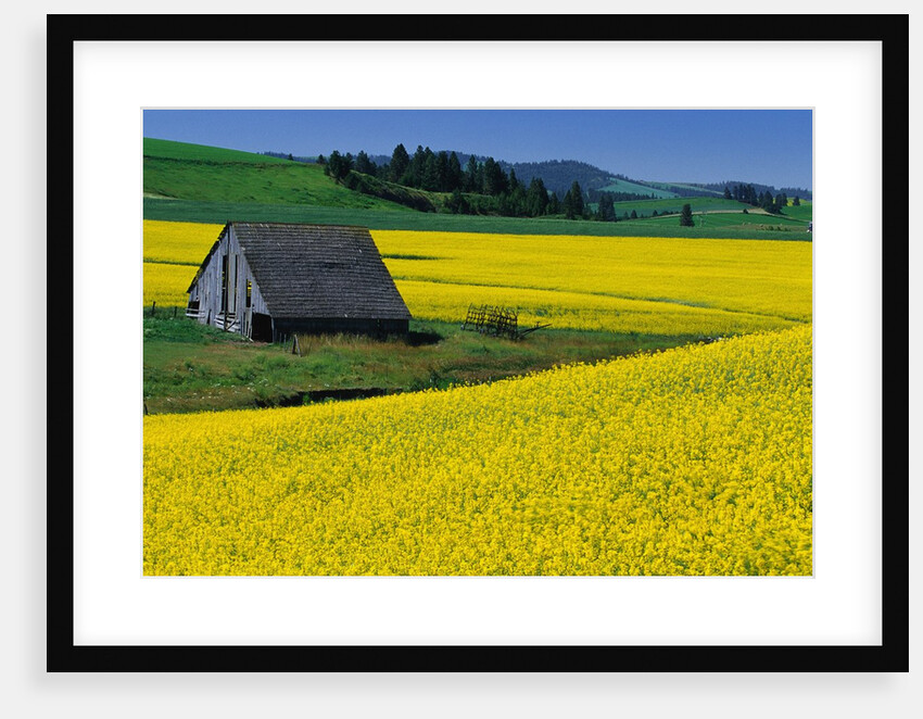 Barn in Rape Seed Field by Anonymous