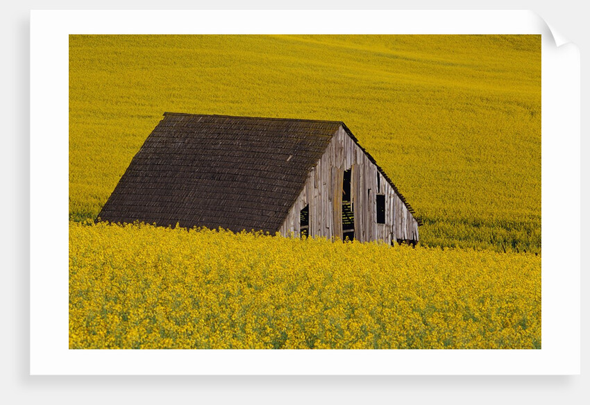 Decaying Barn and Canola Field by Anonymous