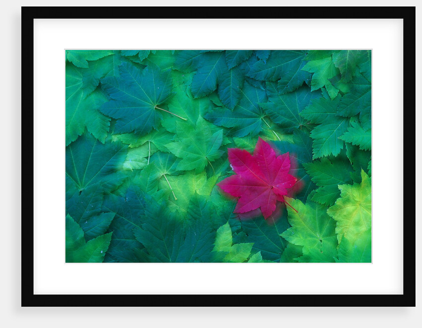 Vine Maple Leaves by Anonymous