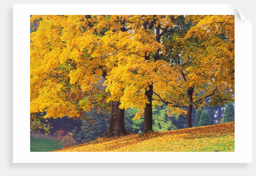 Autumn Foliage at Hoyt Arboretum by Anonymous