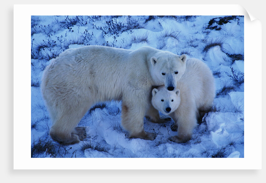Polar Bear with Cub by Anonymous