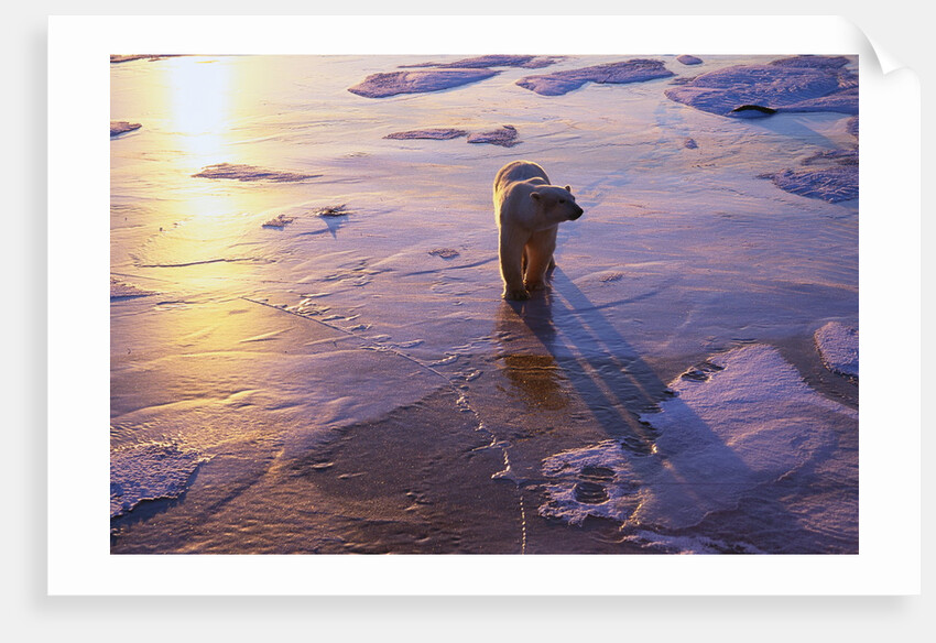 Polar Bear on Ice at Sunrise by Anonymous