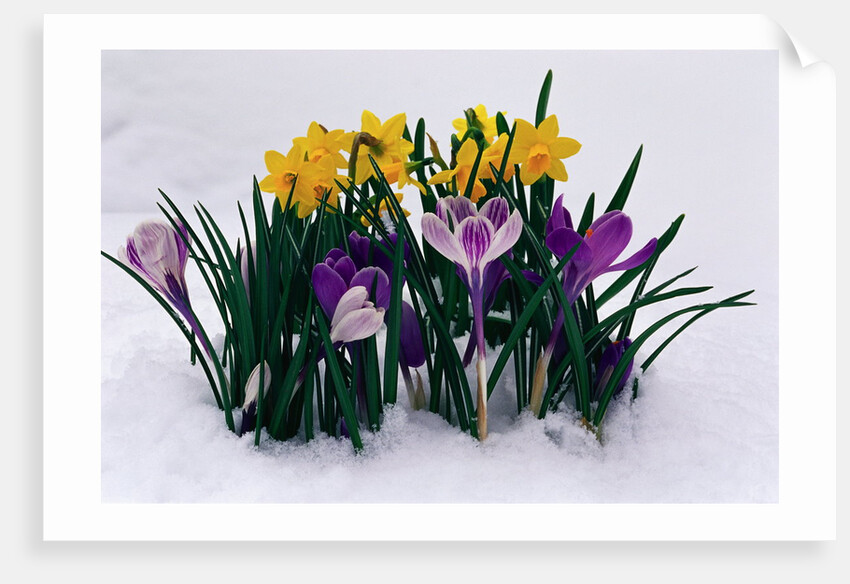 Crocuses and Daffodils in Snow by Anonymous