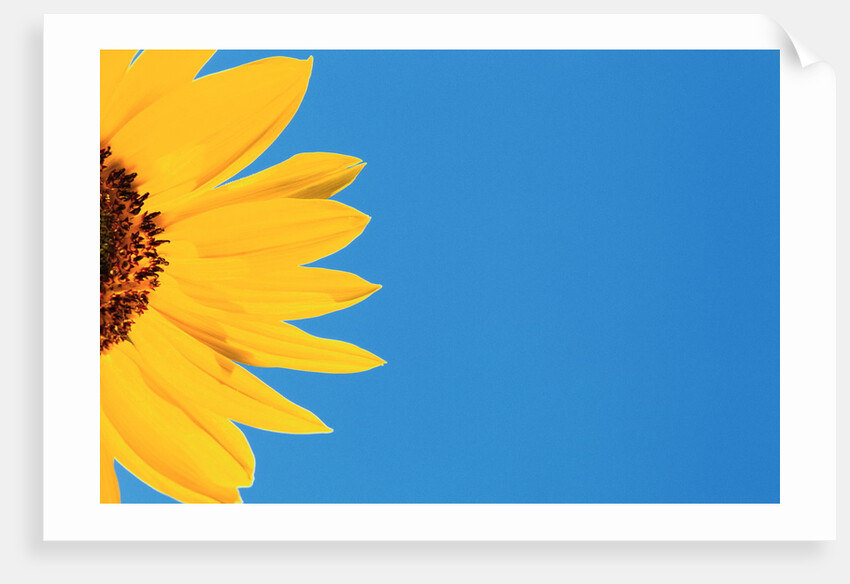 Sunflower and Blue Sky by Anonymous