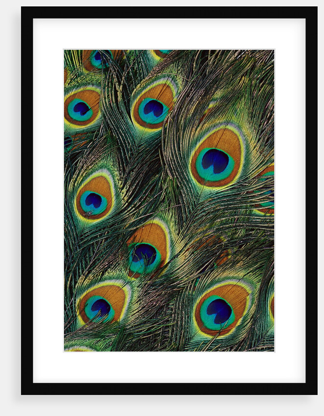 Peacock Tail Feather by Anonymous