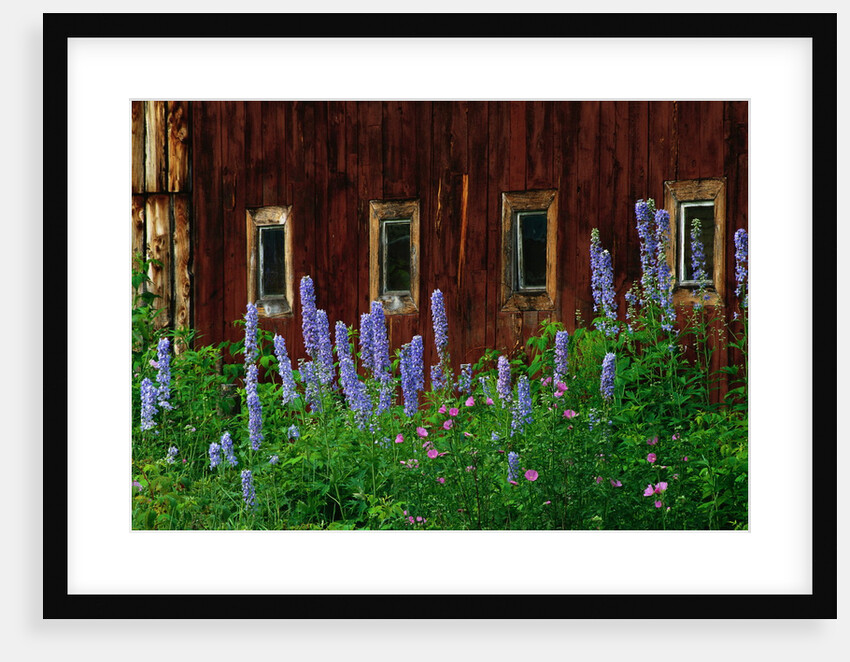 Delpinium Blooms Next to a Barn by Anonymous