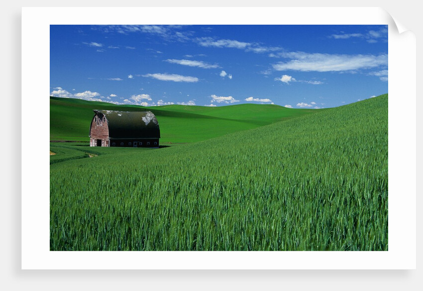 Red Barn in a Wheat Field by Anonymous