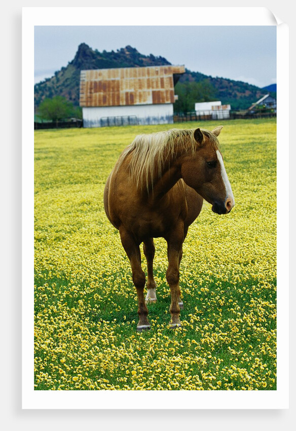 Horse in Tidy Tips by Anonymous