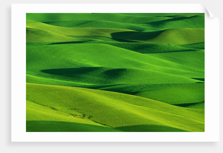 Palouse Hills by Anonymous