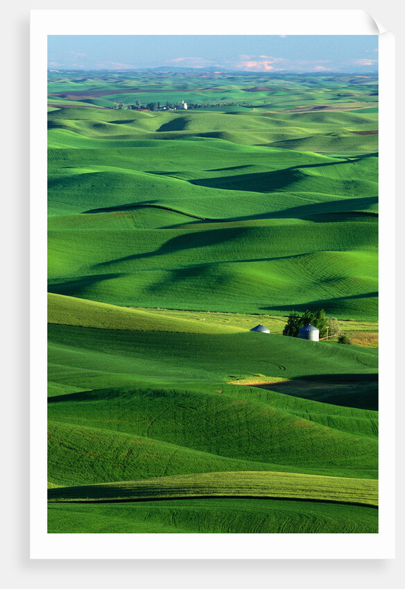 Palouse Hills by Anonymous