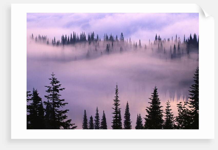 Fog Lifting over Trees by Anonymous